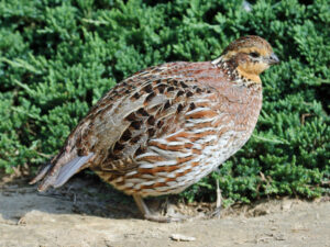 Bobwhite Quail