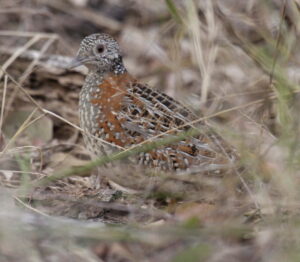 Button Quail