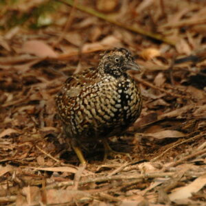 Button Quail