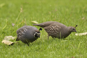 California Quail