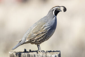 California Quail