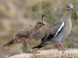 Gambel's Quail