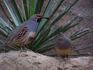 Gambel's Quail