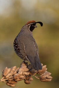Gambel's Quail