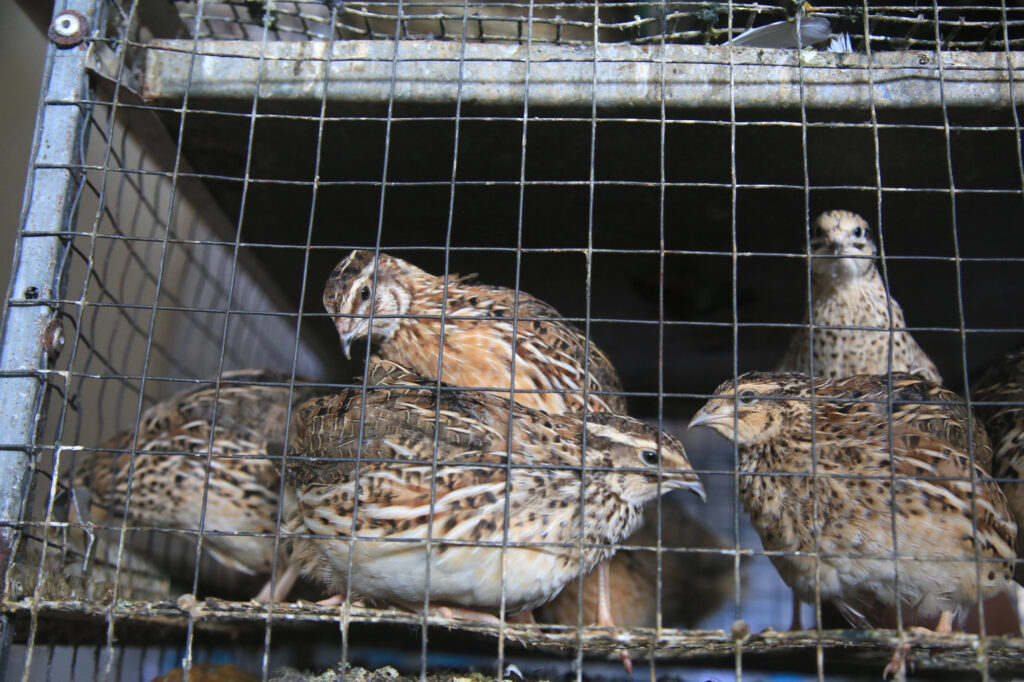 Healthy and Happy Quail